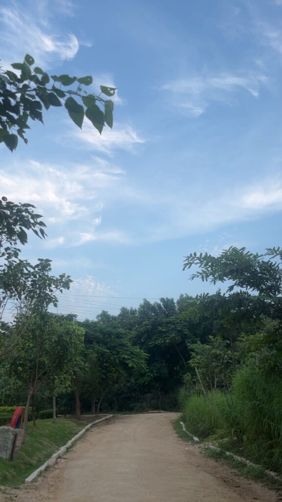 snap from a park with the green trees, shrubs, and the sky